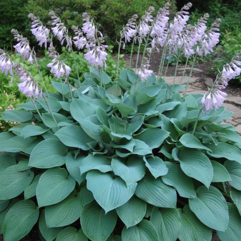 Hosta Halcyon à fleurs Bleue/Violette - feuillage Caduc - Godet - 5/20 cm - Imagen 1