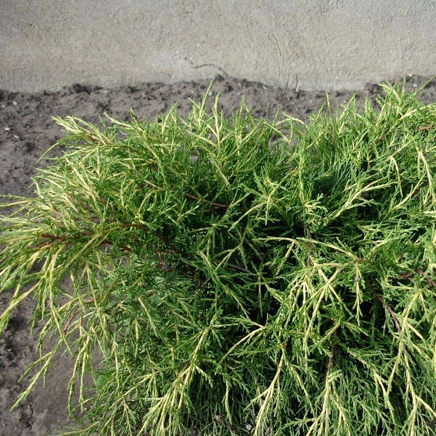 Promesse de Fleurs - Genévrier - Juniperus x media Gold Coast Pot de 2L/3L - Image 1