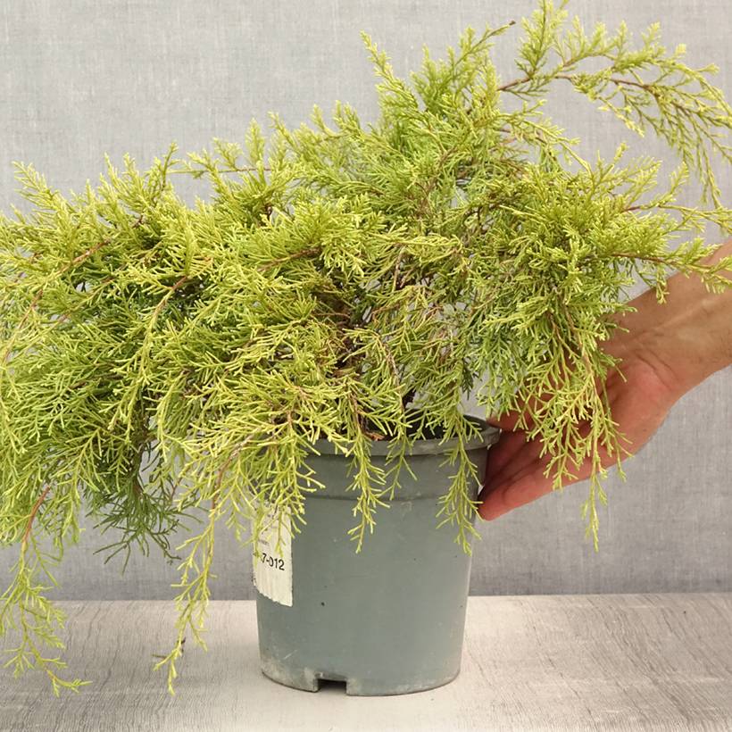 Promesse de Fleurs - Genévrier - Juniperus x media Gold Coast Pot de 2L/3L - Image 2