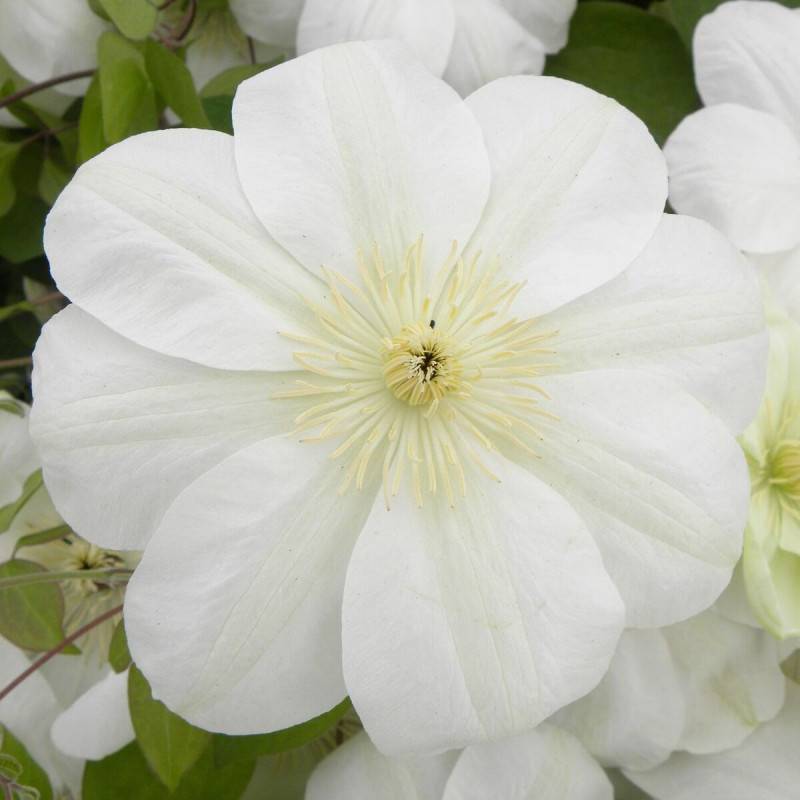 Clématite Guernsey Cream à fleurs Blanche - feuillage Caduc - Pot de 3L - Echelle bambou 60/120 cm- hauteur à maturité De 2,00 m à 2,50 m - Image 5