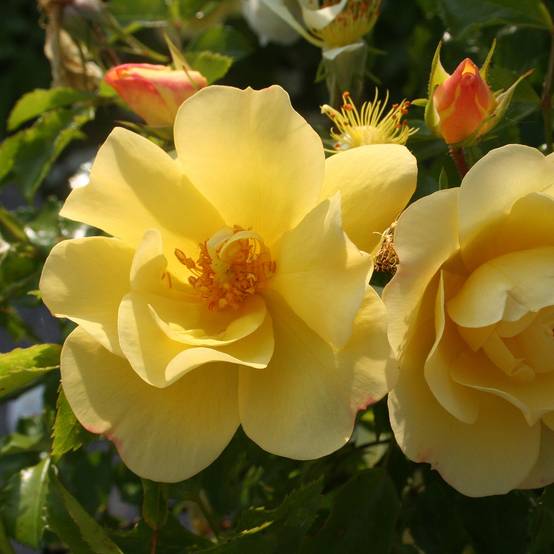 Promesse de Fleurs - Rosier tige Decorosier Celina Pot de 7,5L/10L, Tige, Tige de 120/150