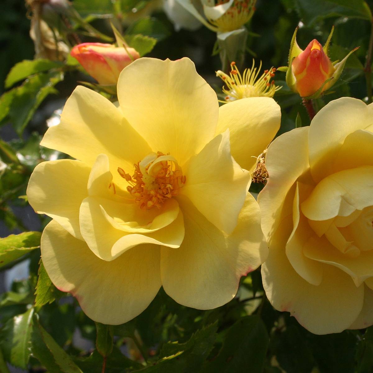 Promesse de Fleurs - Rosier tige Decorosier Celina Pot de 7,5L/10L, Tige, Tige de 120/150