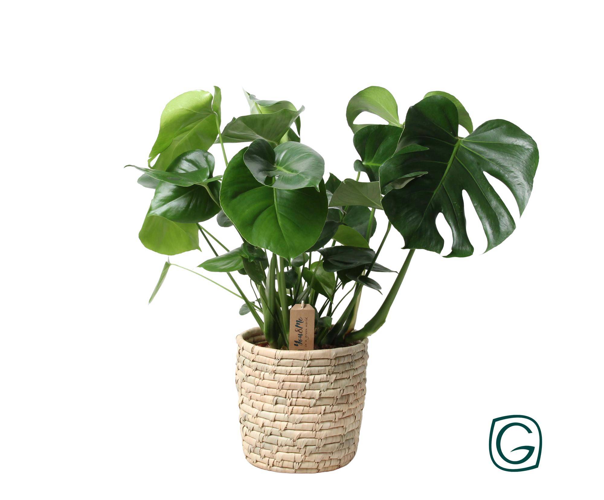 Monstera en panier feuille de palmier - Ø21cm - ↕60cm - Plantes d'intérieur