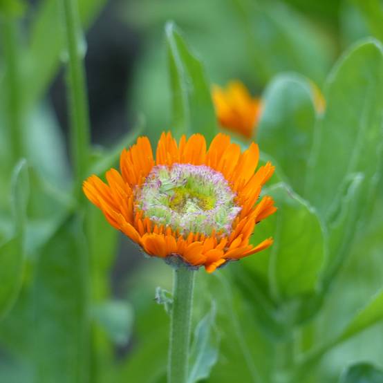 Promesse de Fleurs - Graines de Calendula officinalis Ollioules Orange Greenheart - Souci des Jardins Sachet de 2.5g