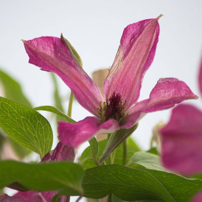 Clématite viticella Wonderful® 'Zo09073' à fleurs Rouge - feuillage Caduc - Pot de 2L - Tuteur bambou 60/90 cm-  hauteur à maturité De 1,50 m à 2,00 m - Imagen 5