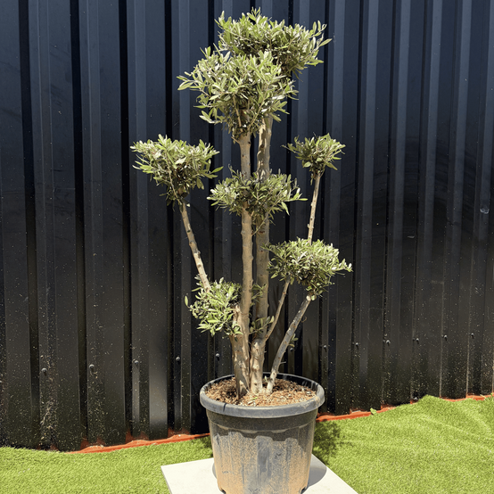 Olivier Europaea Plateau H.140 cm - Image 2