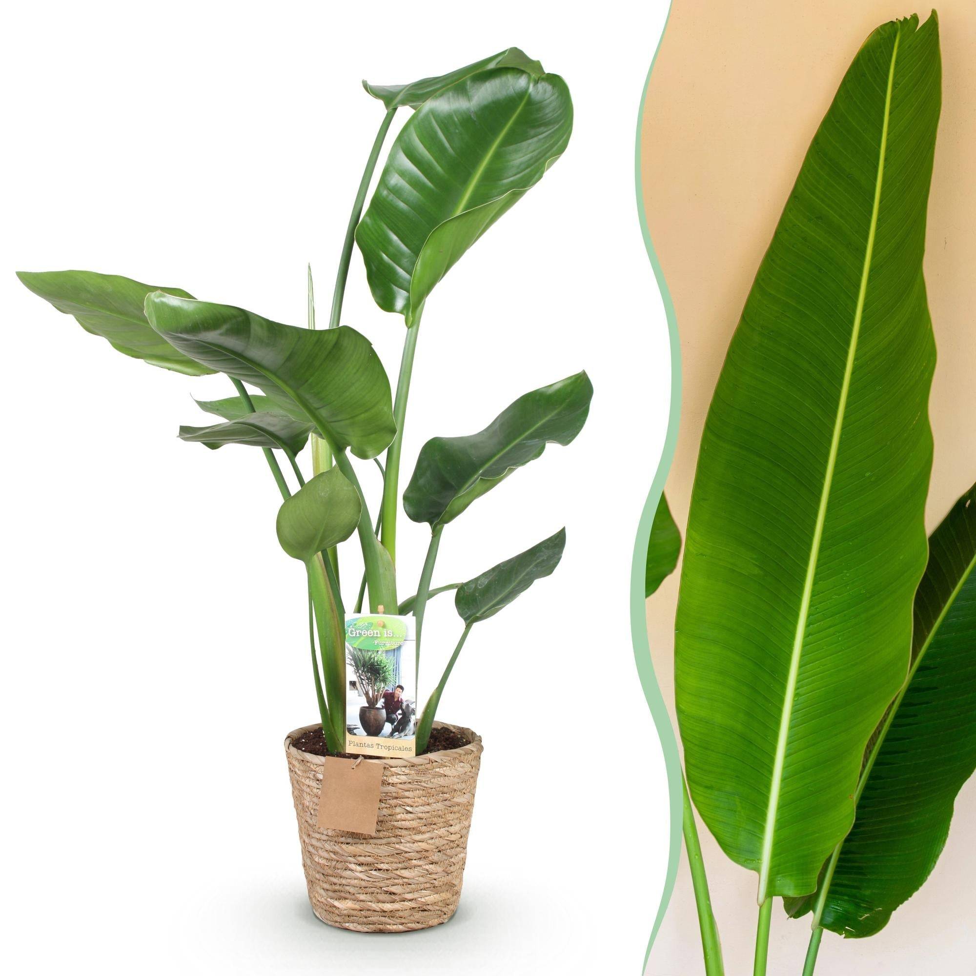 La Green Touch - Strelitzia Nicolai - D17 H90cm - Image 2