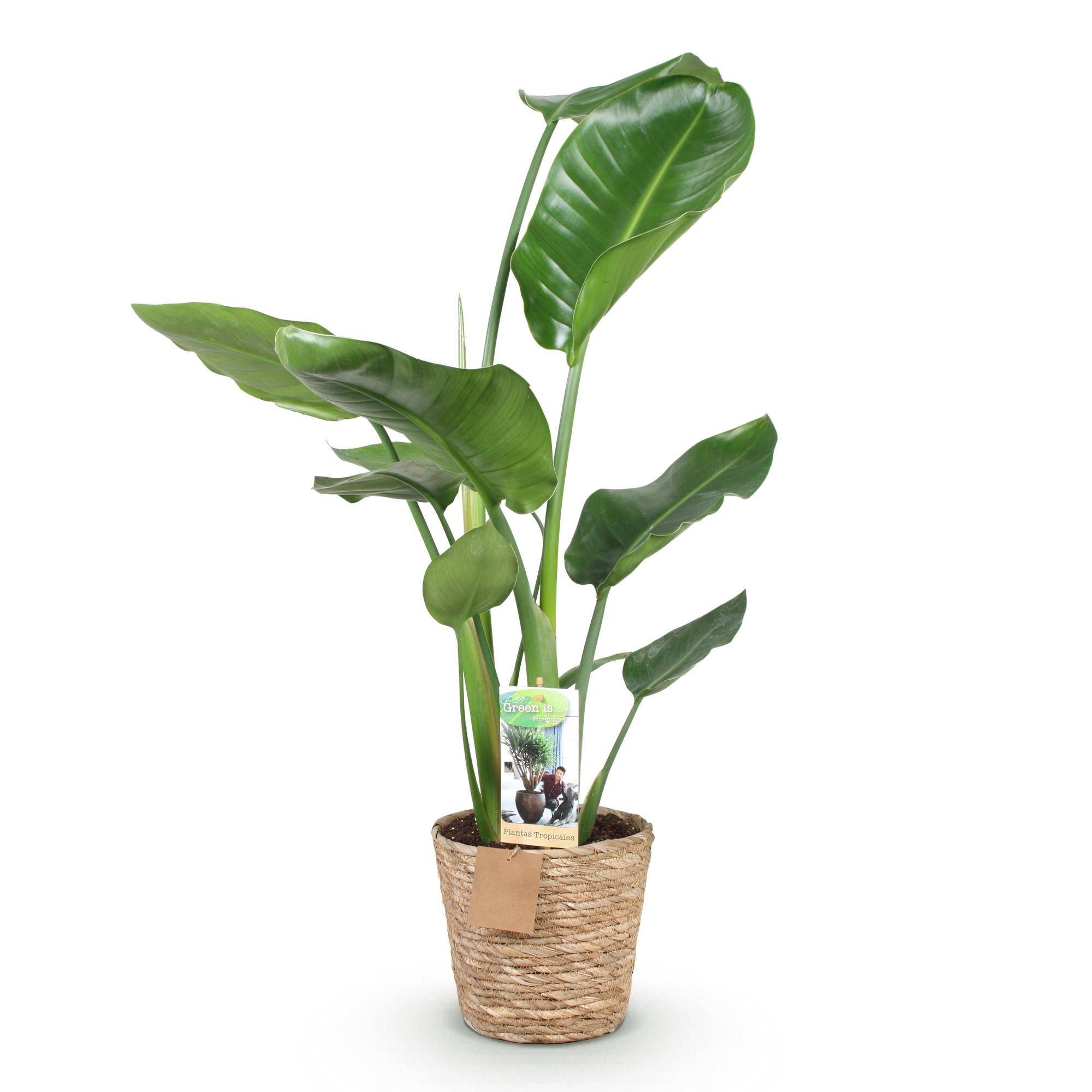 La Green Touch - Strelitzia Nicolai - D17 H90cm - Image 3