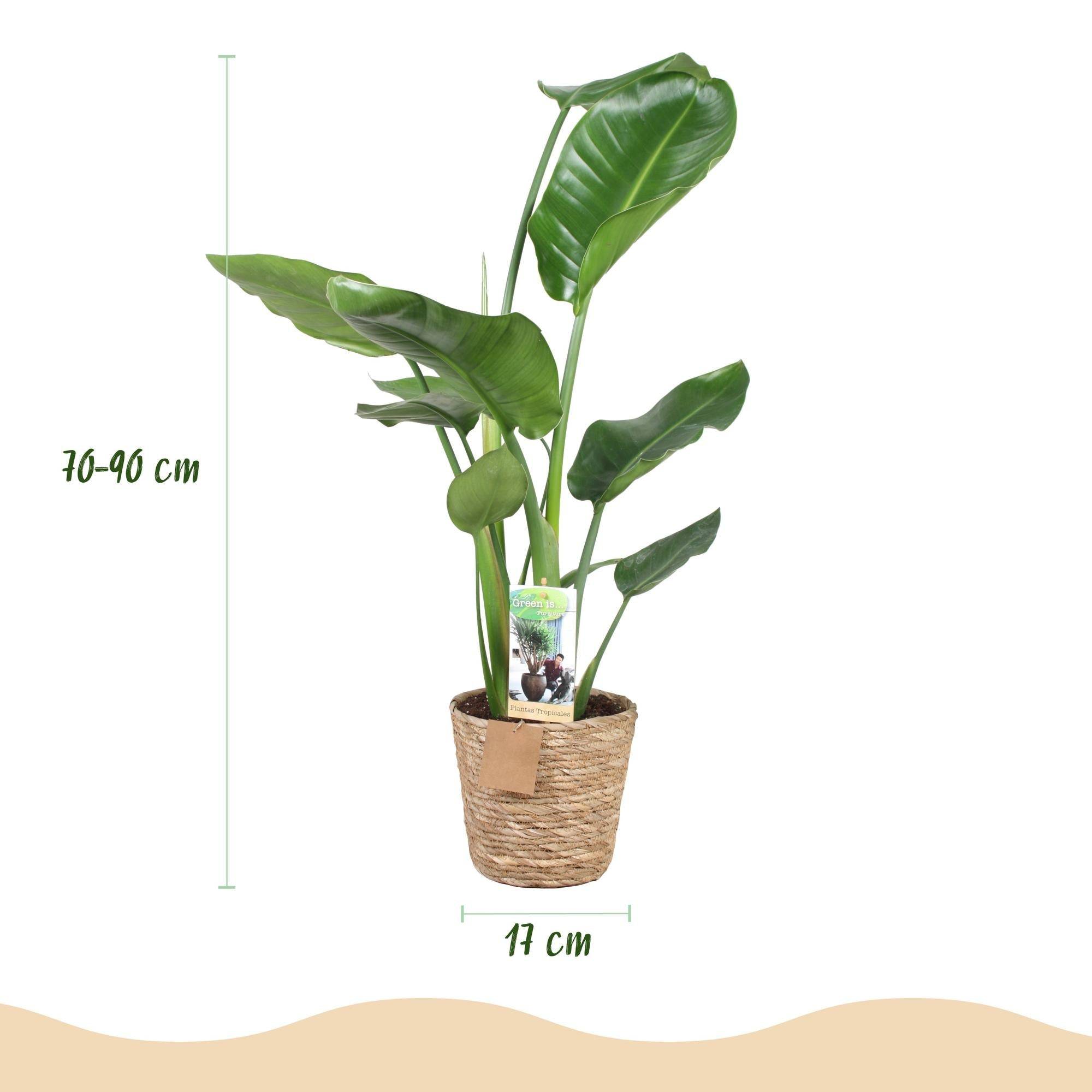 La Green Touch - Strelitzia Nicolai - D17 H90cm - Image 4