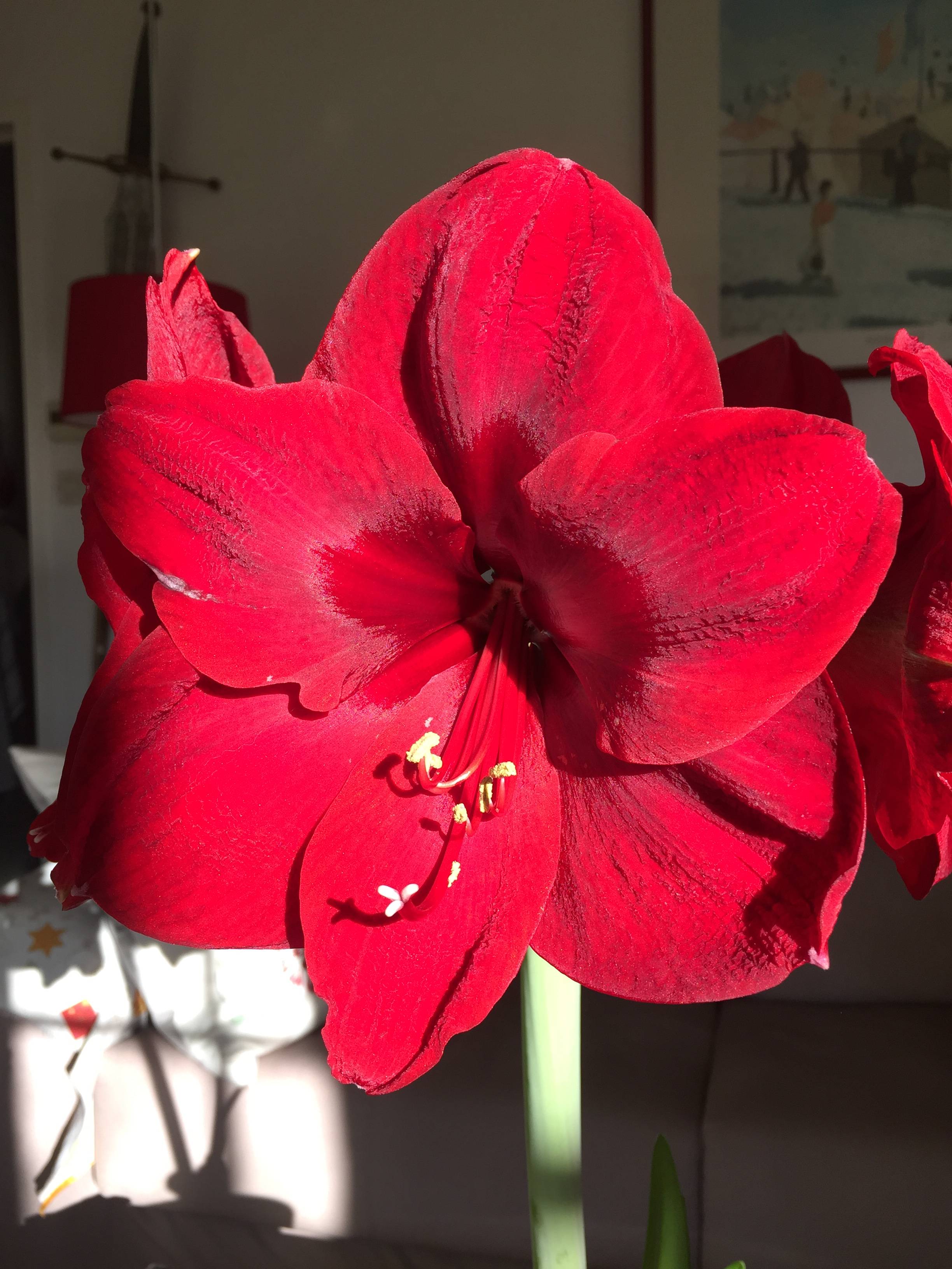 Promesse de Fleurs - Amaryllis Benfica Bulbe calibre 24/26