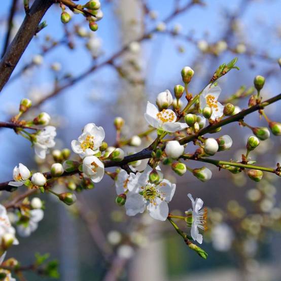 Epine Noire ou Prunellier (Prunus Spinosa) - Godet - Taille 20/40cm - Pépinières Naudet - Image 1