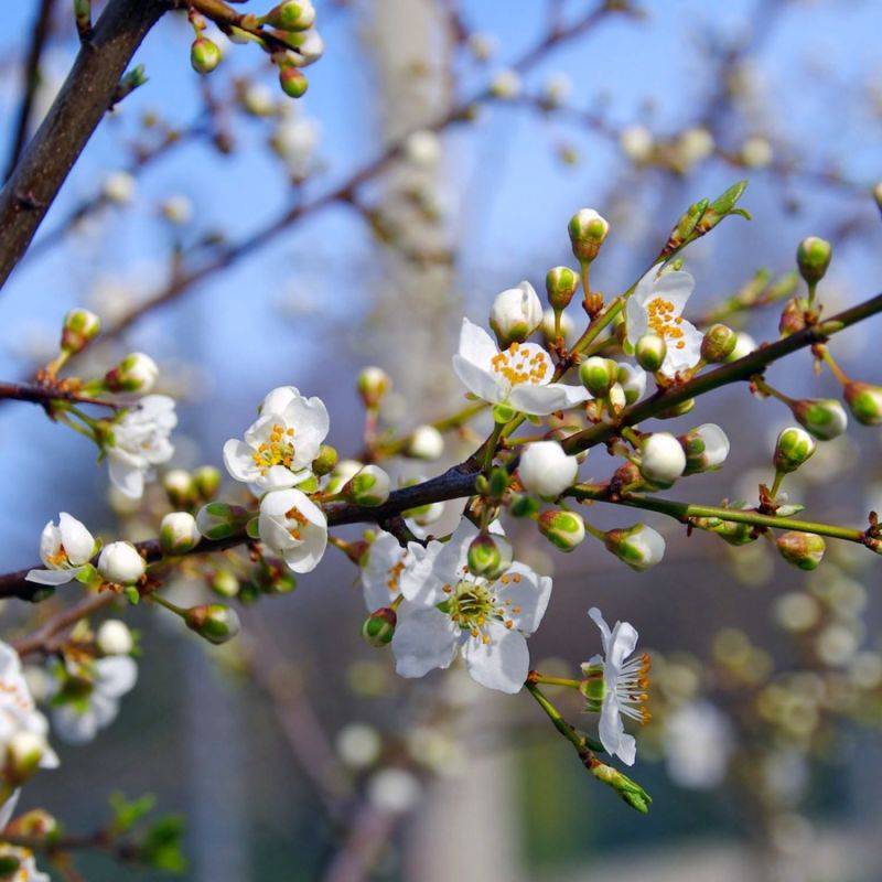 Epine Noire ou Prunellier (Prunus Spinosa) - Godet - Taille 20/40cm - Pépinières Naudet