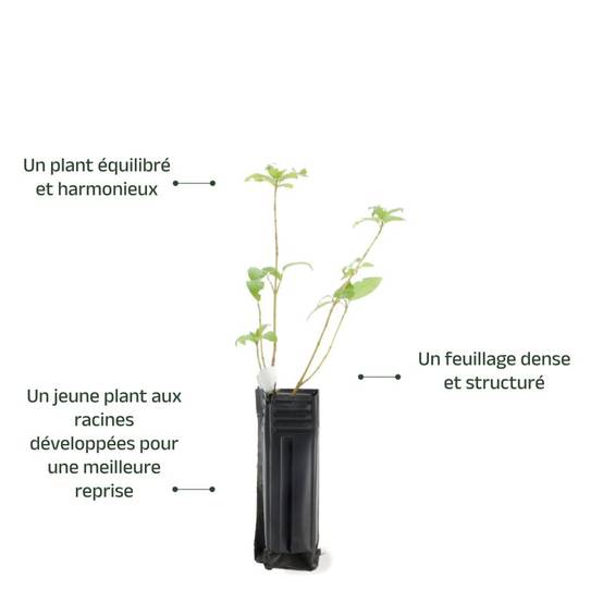 Epine Noire ou Prunellier (Prunus Spinosa) - Godet - Taille 20/40cm - Pépinières Naudet - Image 4