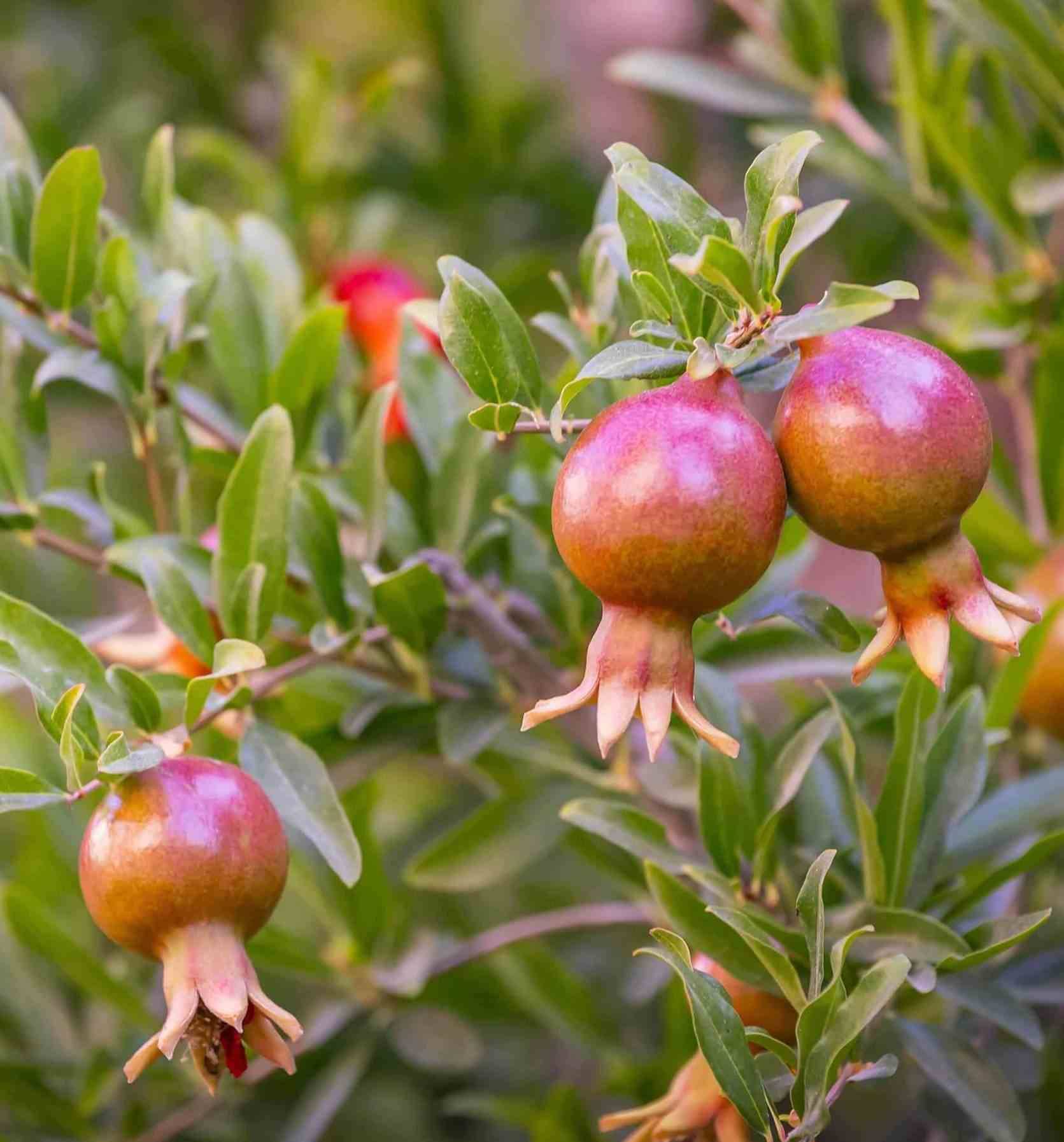 Sans Marque - Punica granatum ADULTE (Grenadier à fruits) Couleur floraison:Rouge - Taille:Pot 65L - 150/175cm - péri 20/25 - Image 5