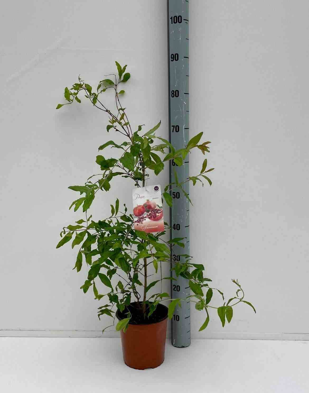 Sans Marque - Punica granatum ADULTE (Grenadier à fruits) Couleur floraison:Rouge - Taille:Pot 65L - 150/175cm - péri 20/25 - Image 1