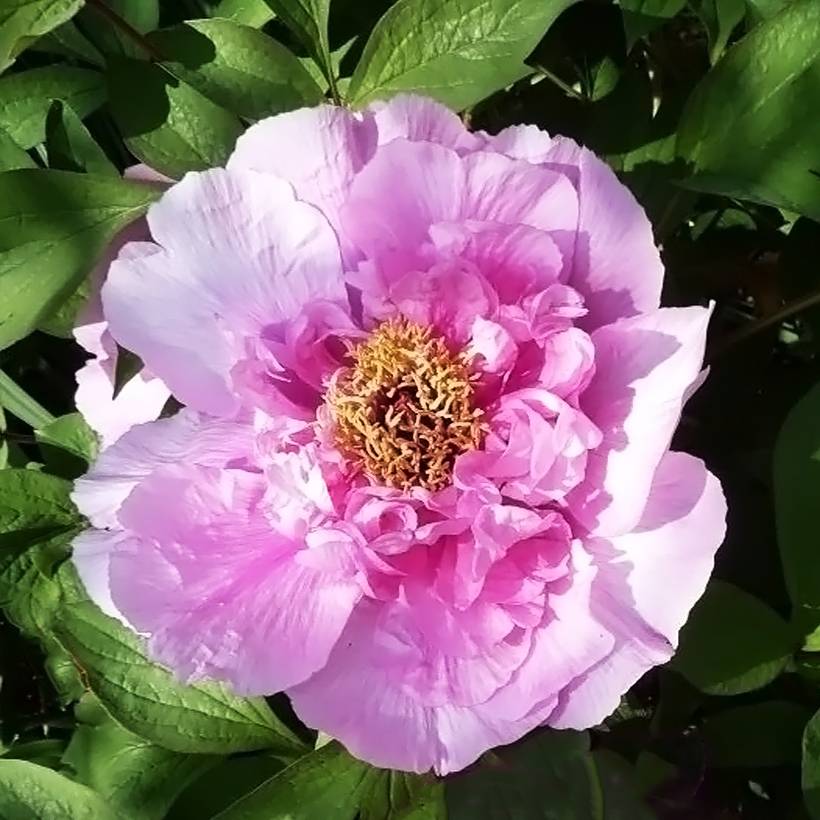 Promesse de Fleurs - Pivoine arbustive Fen He Piao Jiang - Paeonia suffruticosa Pot de 2L/3L