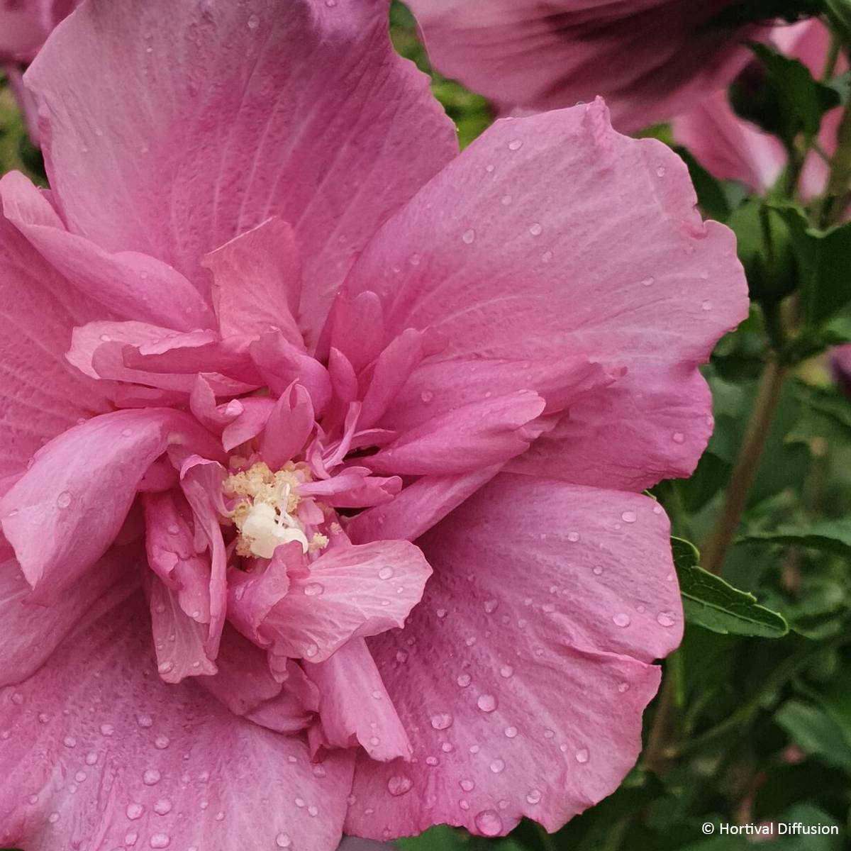 Hibiscus syriacus Beautifull Magenta - Althéa double Godet de 8/9 cm