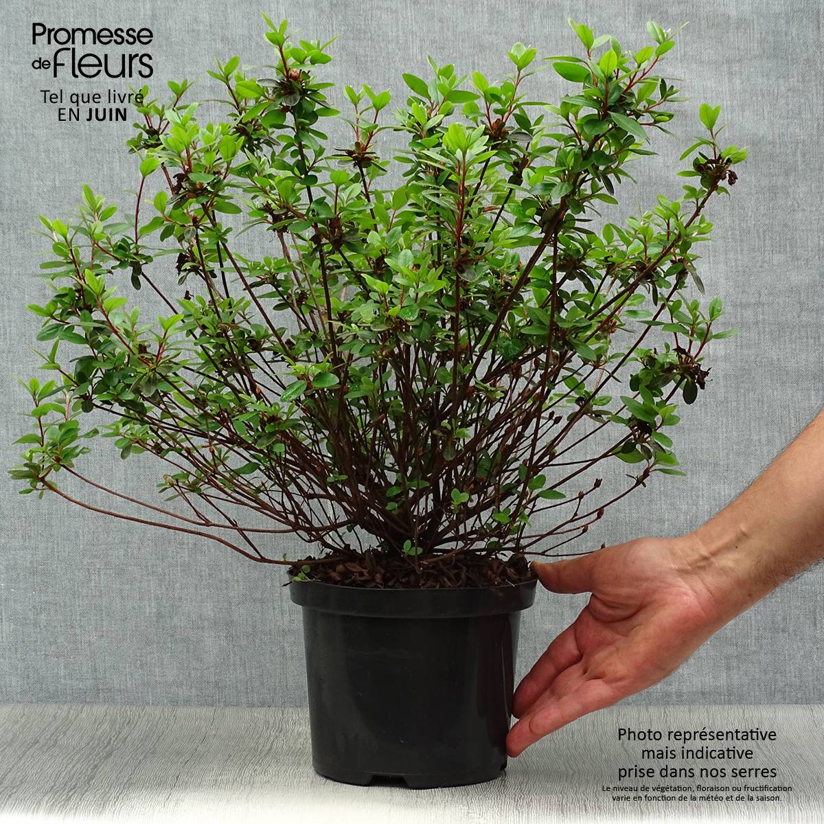 Promesse de Fleurs - Azalée du Japon Amoena - Rhododendron hybride Pot de 2L/3L - Image 2