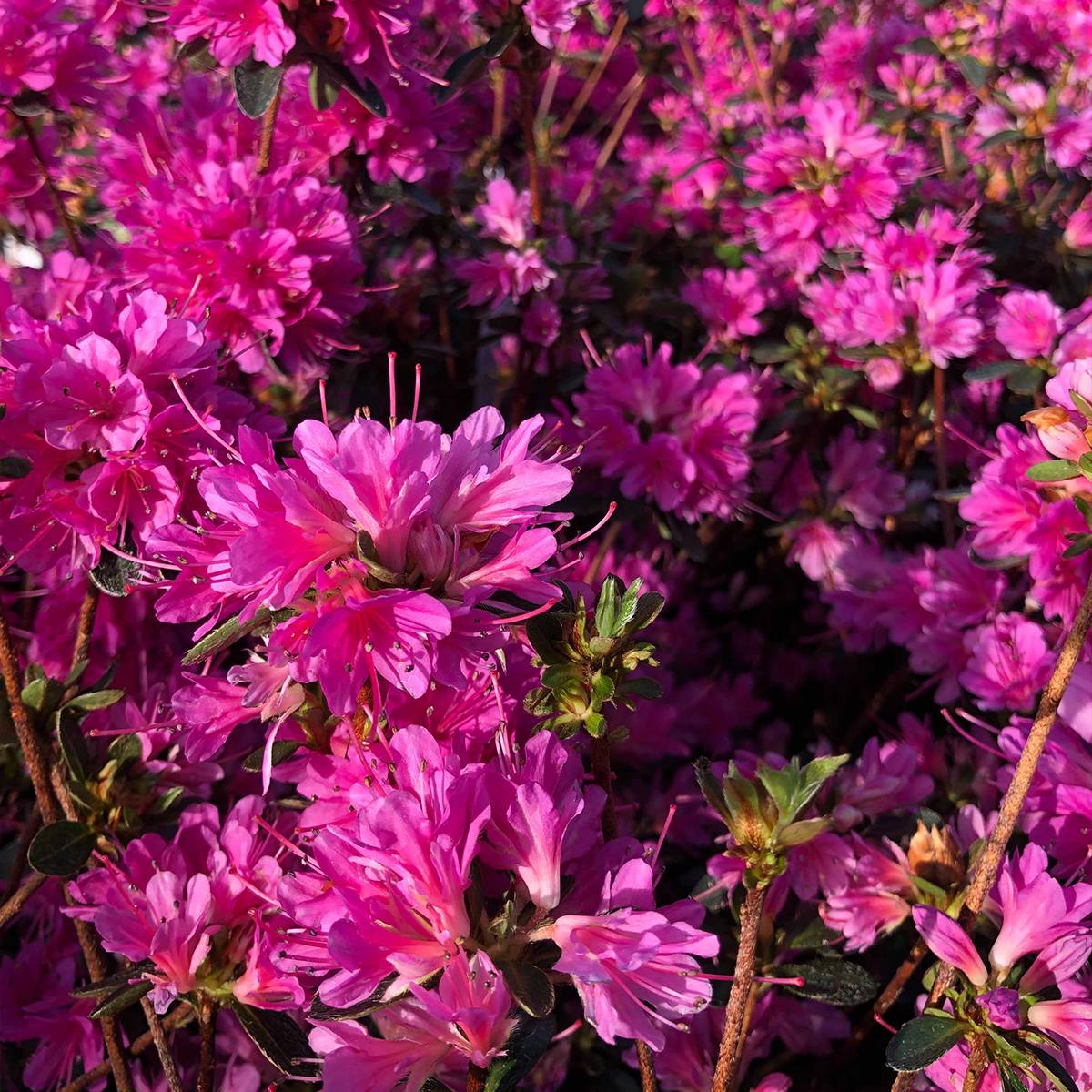Promesse de Fleurs - Azalée du Japon Amoena - Rhododendron hybride Pot de 2L/3L - Image 1