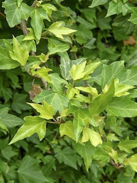 Promesse de Fleurs - Lierre commun Pink Oak - Hedera helix Pot de 3L/4L