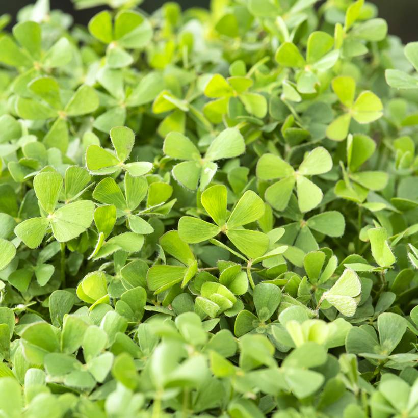 Marsilea quadrifolia - Marsilée à quatre feuilles Godet de 8/9 cm