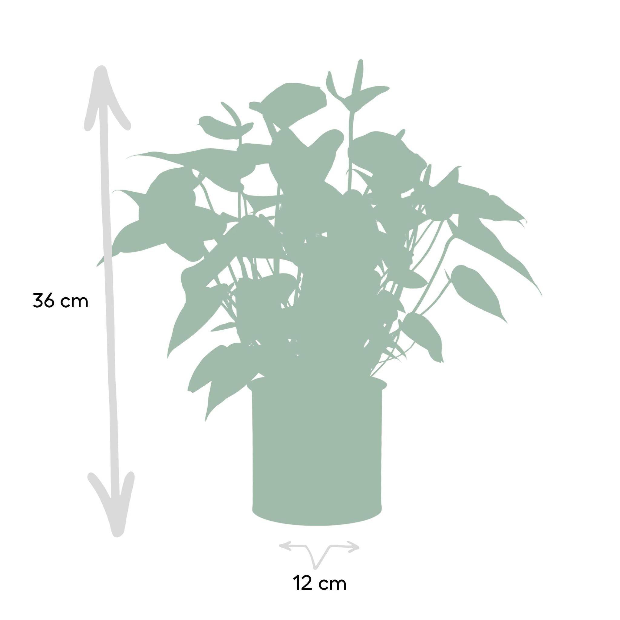 La Green Touch - Anthurium andreanum Black Love et son pot- La Green Touch Pot blanc - Hauteur 45cm - Imagen 4