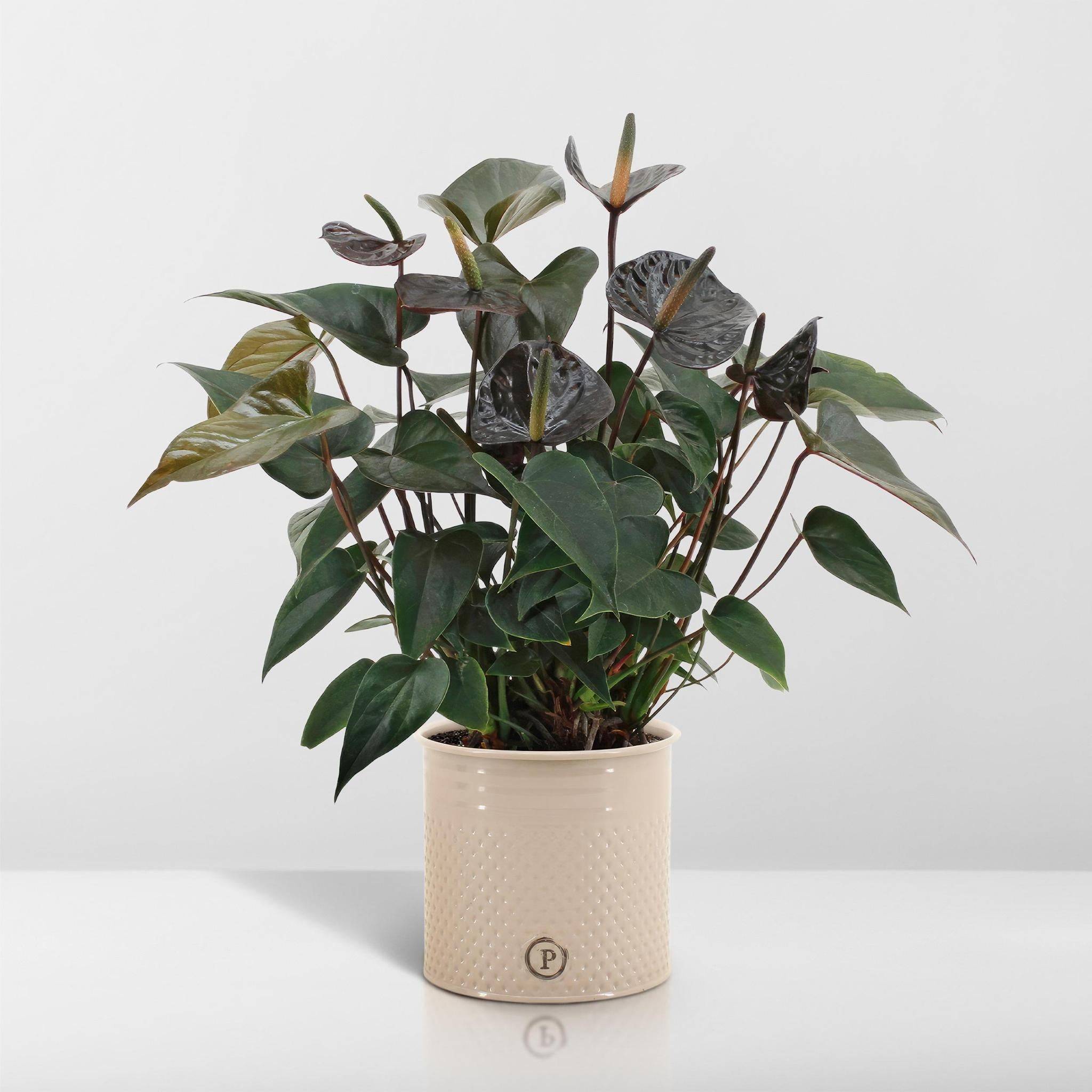 Anthurium andreanum Black Love et son pot- La Green Touch Pot blanc -  Hauteur 45cm - Jardiland