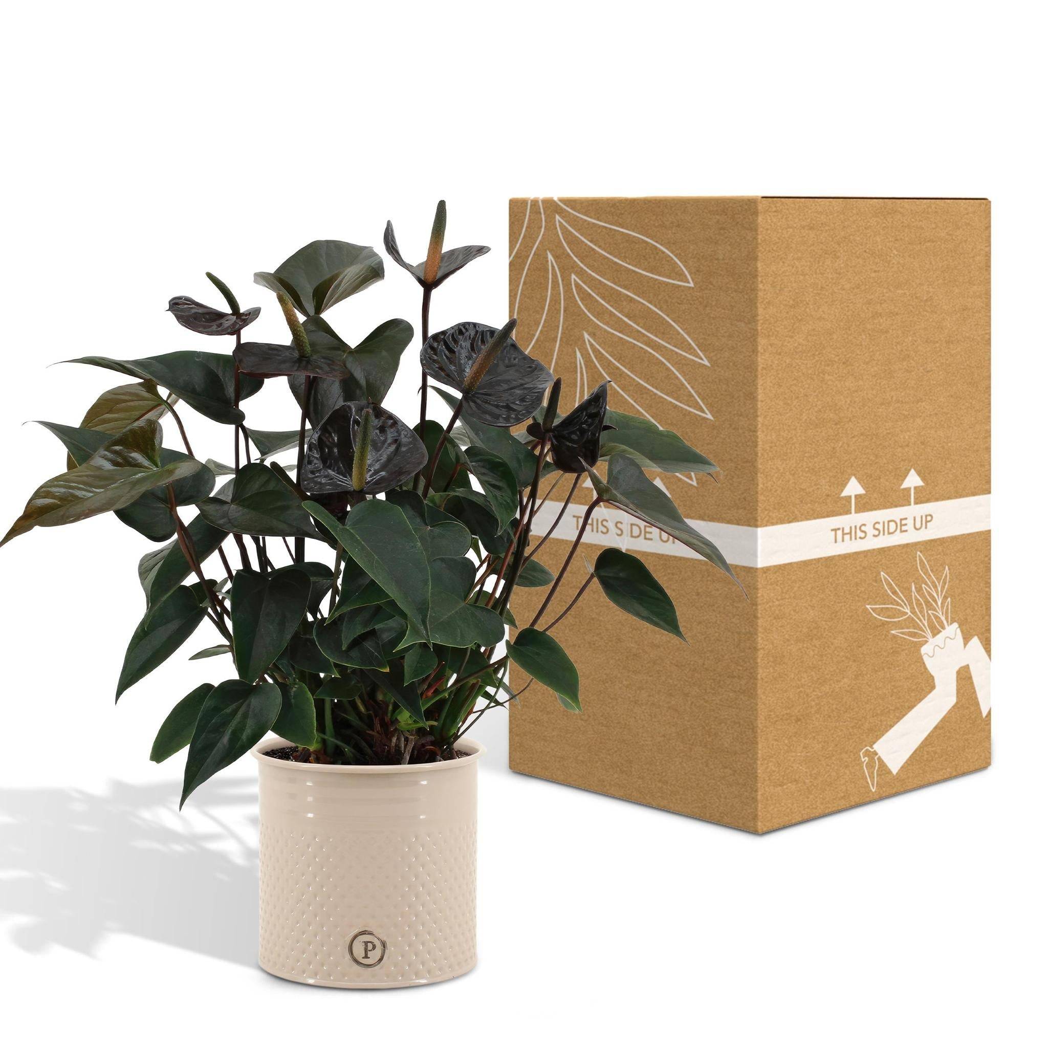 La Green Touch - Anthurium andreanum Black Love et son pot- La Green Touch Pot blanc - Hauteur 45cm - Imagen 5