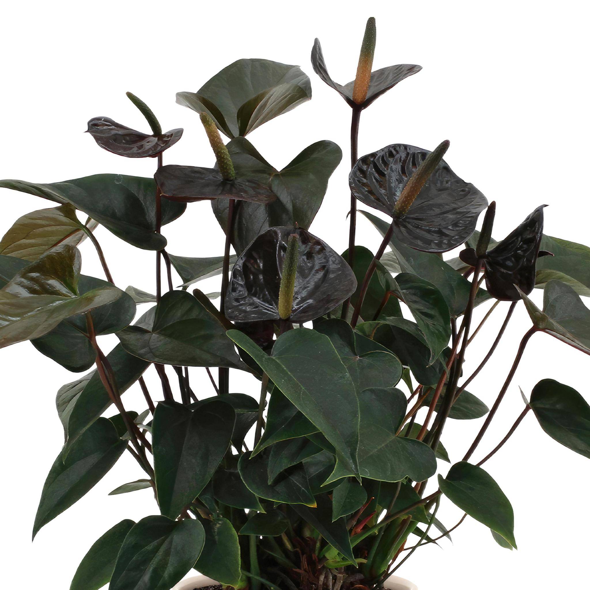 anthurium aranon Anthurium wendlingeri Print
