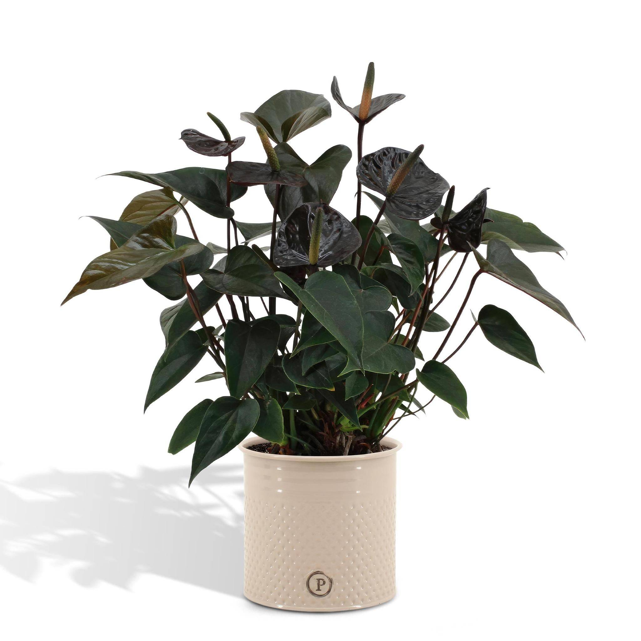 Anthurium andreanum Black Love et son pot- La Green Touch Pot blanc - Hauteur 45cm