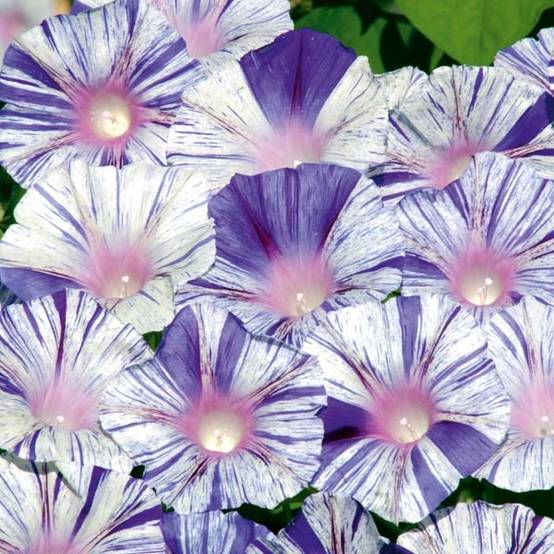 Graines d'Ipomée Venice blue - Ipomoea purpurea Graines