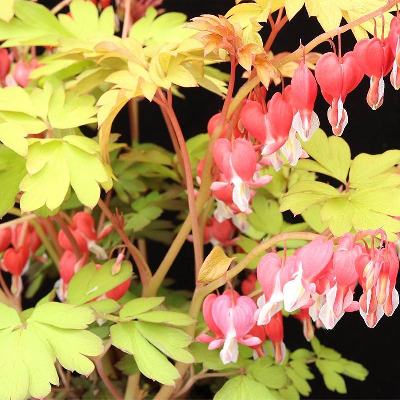 Promesse de Fleurs - Coeur de Marie - Dicentra spectabilis Ruby Gold Godet de 8/9 cm