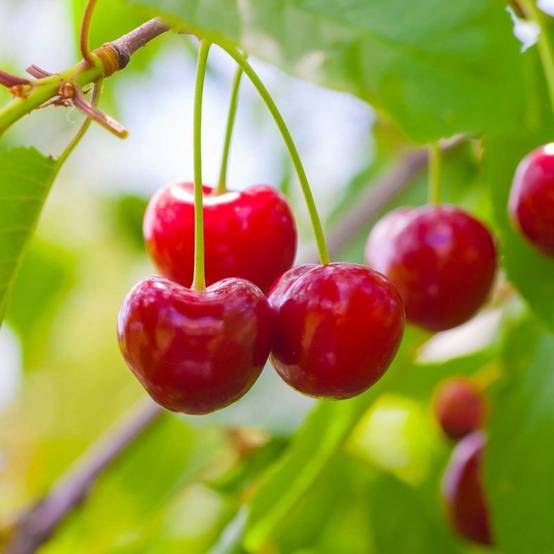 Cerisier bigarreau 'Hâtif Burlat' (Prunus avium 'Hâtif Burlat') - Scion de 150cm - Pépinières Naudet - Image 1