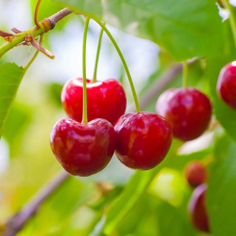 Cerisier bigarreau 'Hâtif Burlat' (Prunus avium 'Hâtif Burlat') - Scion de 150cm - Pépinières Naudet - Imagen 1