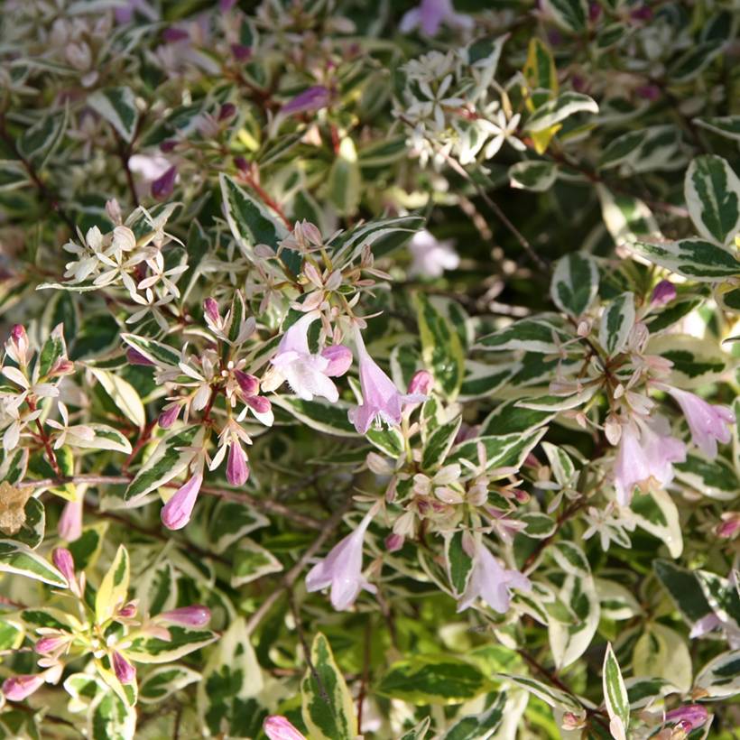 Abelia grandiflora Hopley's - Abélia à grandes fleurs Pot de 2L/3L - Image 1