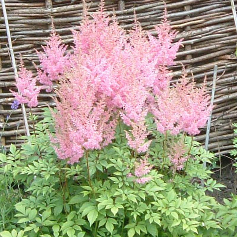Astilbe arendsii Anita Pfeiffer Godet de 8/9 cm