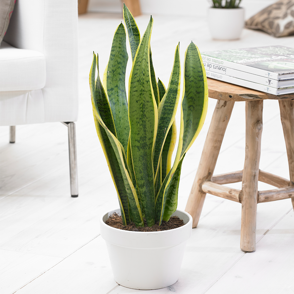 Gardenersdream - Sansevieria Laurentii - 1 X Plante D’Intérieur Ornementale Vivante En Pot De 13 Cm - GardenersDream - Imagen 1