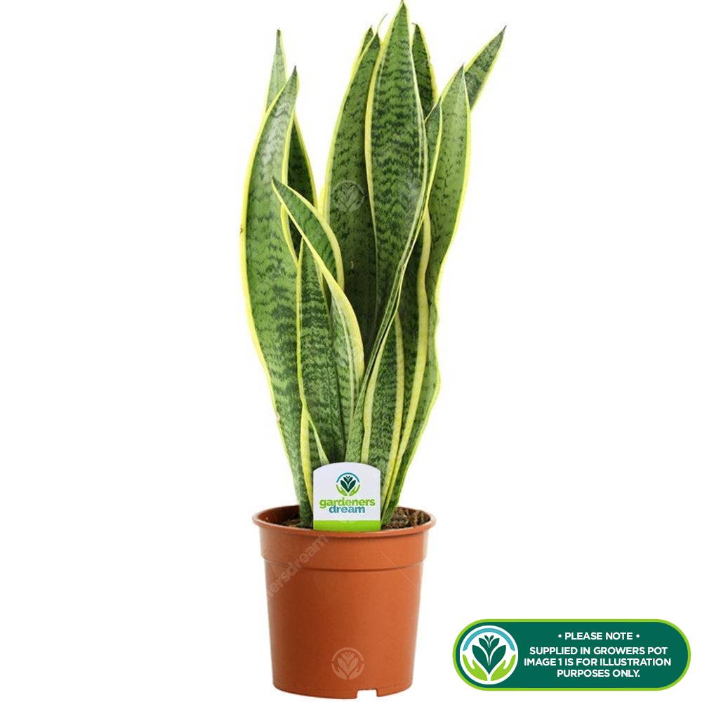 Gardenersdream - Sansevieria Laurentii - 1 X Plante D’Intérieur Ornementale Vivante En Pot De 13 Cm - GardenersDream - Imagen 2