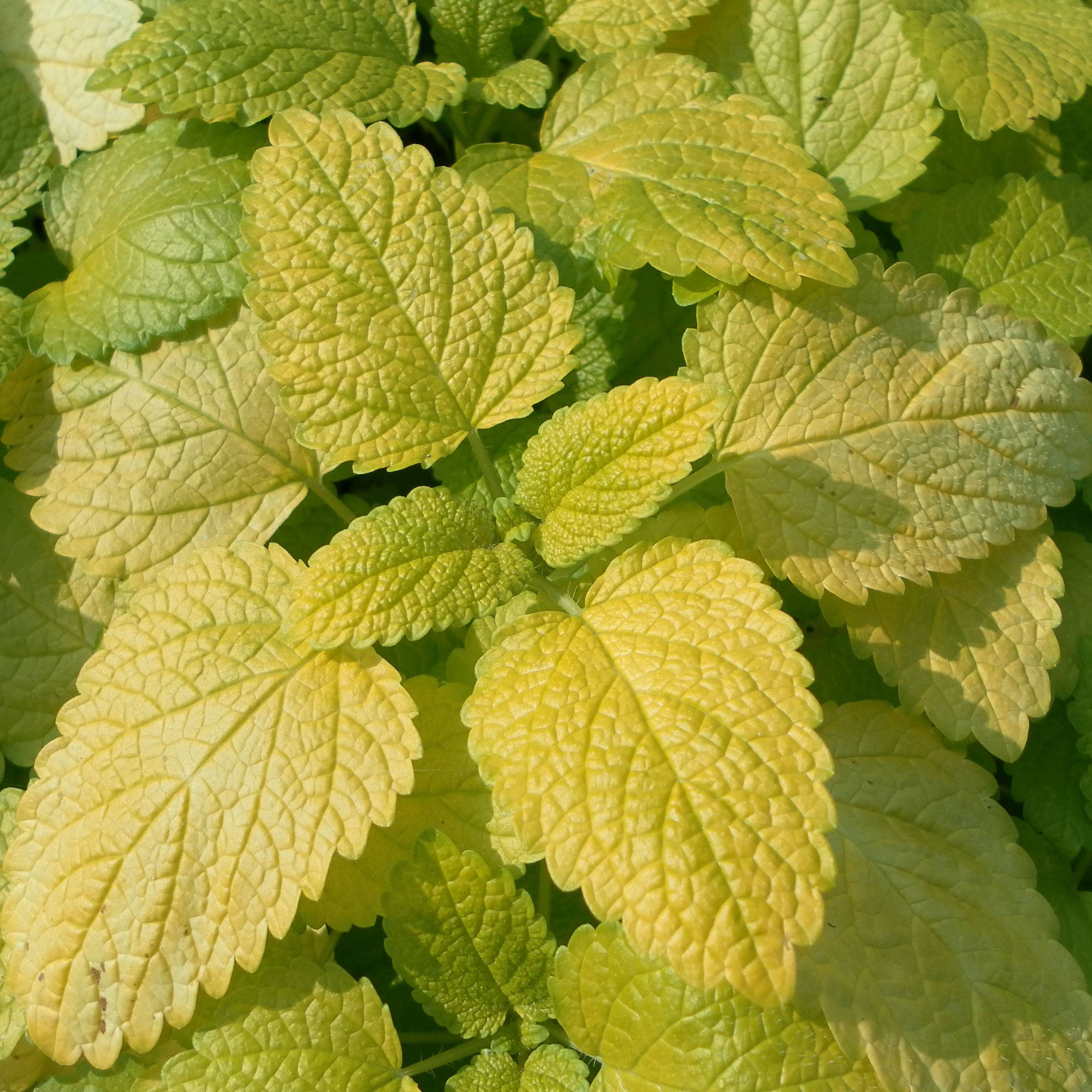 Promesse de Fleurs - Mélisse, Melissa officinalis Aurea Godet de 8/9 cm