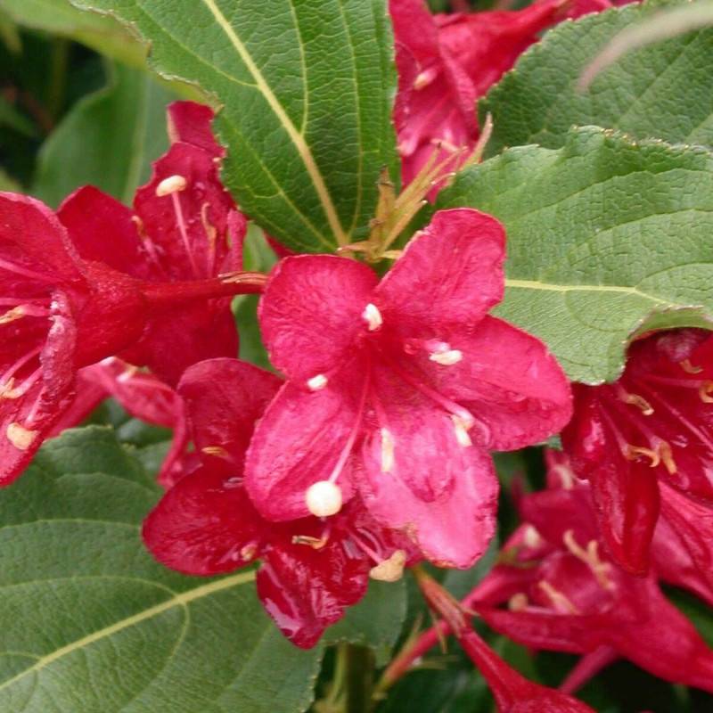 Weigela Bristol Ruby, Weigelia à fleurs Rouge - feuillage Caduc - Pot de 7,5L - 60/80 cm-  hauteur à maturité De 1,00 m à 1,50 m - Image 2