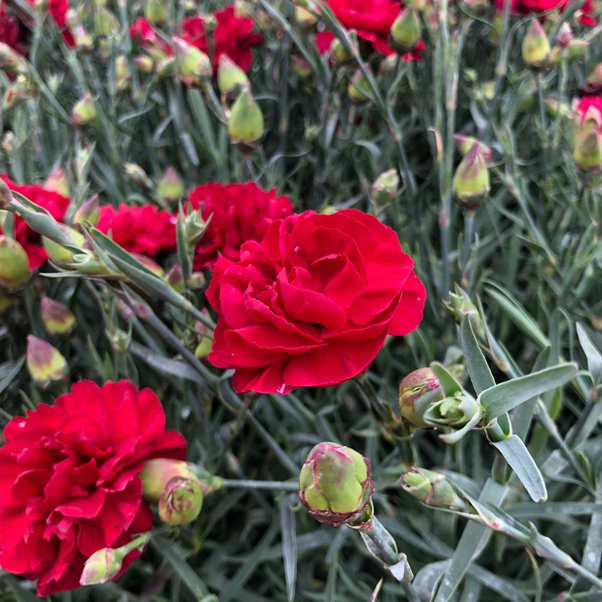 Promesse de Fleurs - Dianthus plumarius Passion Hot Red - Œillet mignardise Pot de 2L/3L