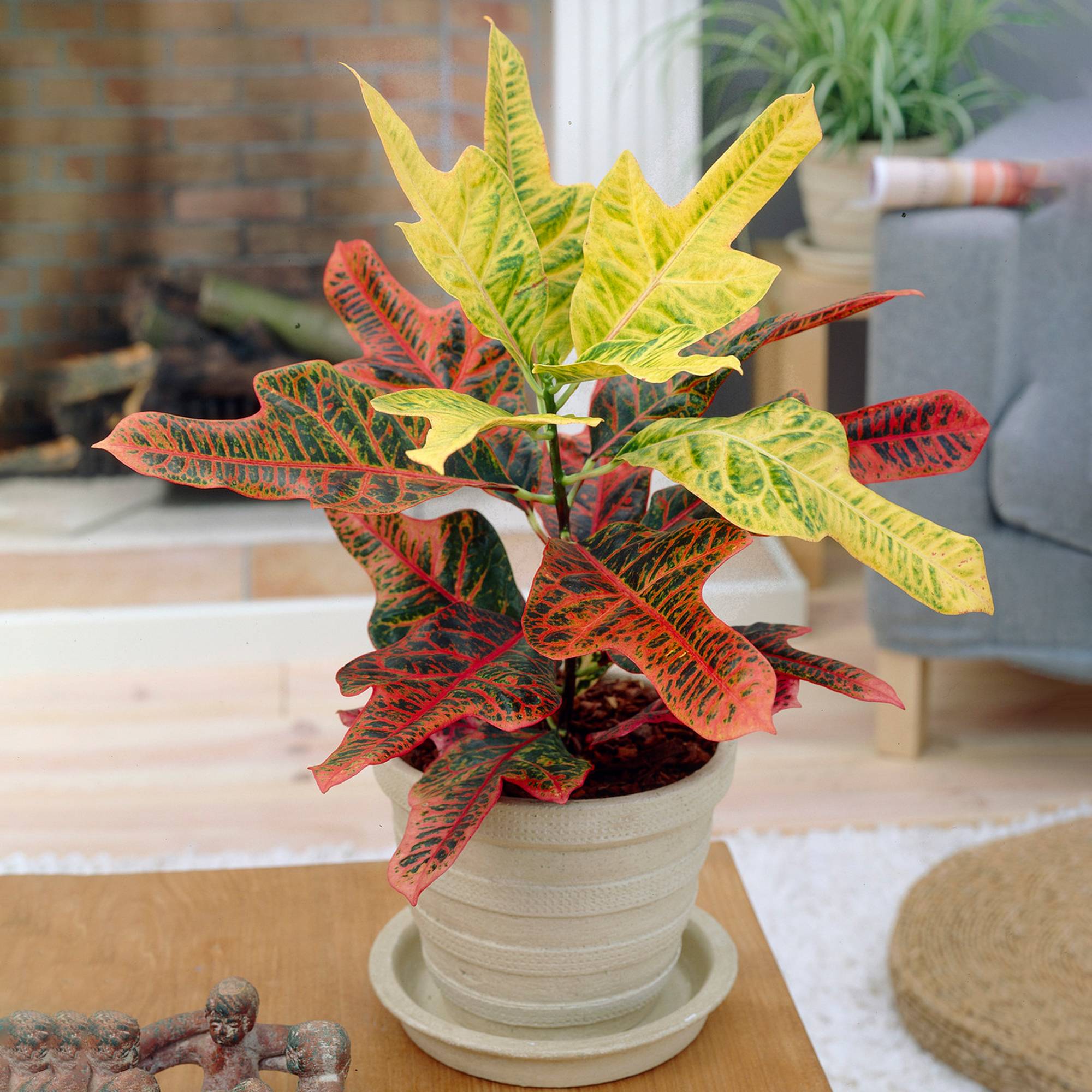 Gardenersdream - Codiaeum Variegatum "Excellent" | Croton Merveilleux Plante D'Intérieur | De 35 À 45 Cm En Pot - GardenersDream - Imagen 1
