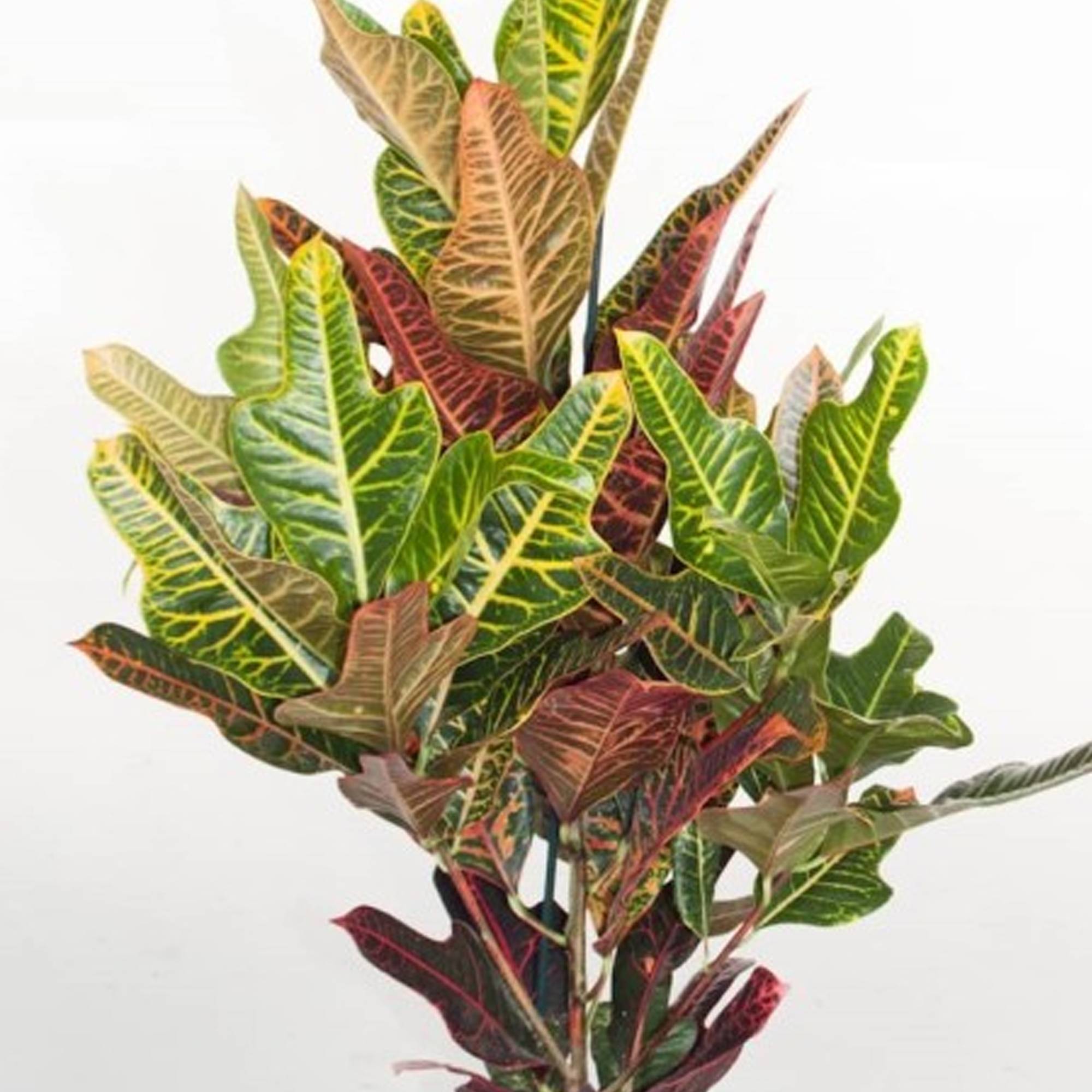 Gardenersdream - Codiaeum Variegatum "Excellent" | Croton Merveilleux Plante D'Intérieur | De 35 À 45 Cm En Pot - GardenersDream - Imagen 3