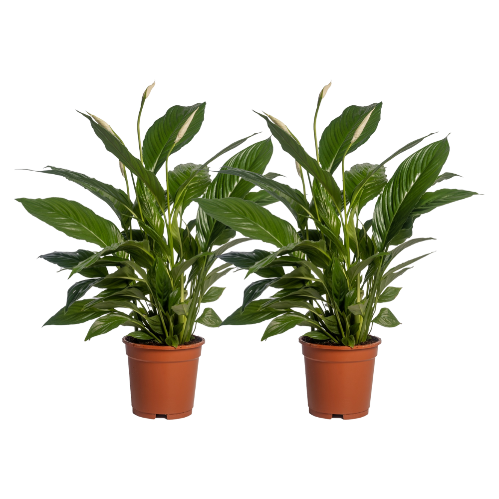 La Green Touch - Spathiphyllum Vivaldi - H70cm