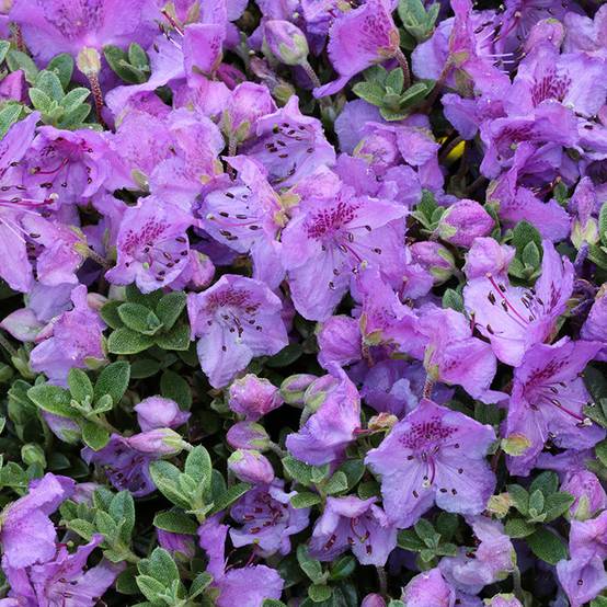 Rhododendron keleticum - Rhododendron nain Pot de 2L/3L