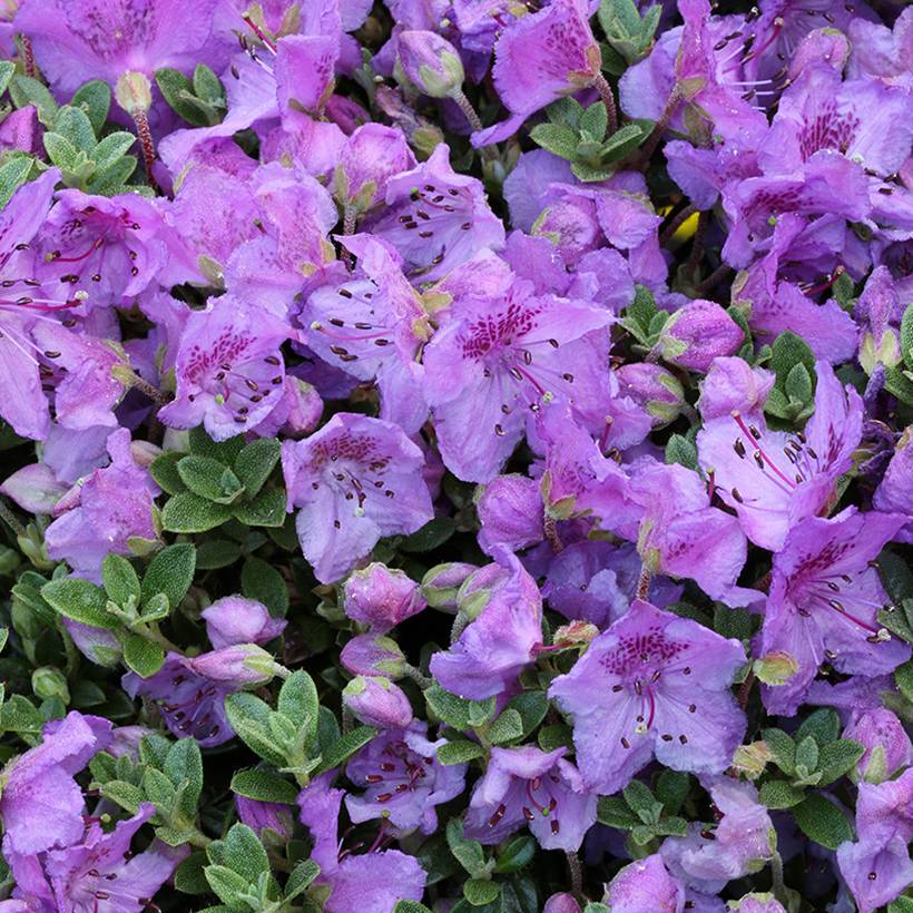 Rhododendron keleticum - Rhododendron nain Pot de 2L/3L