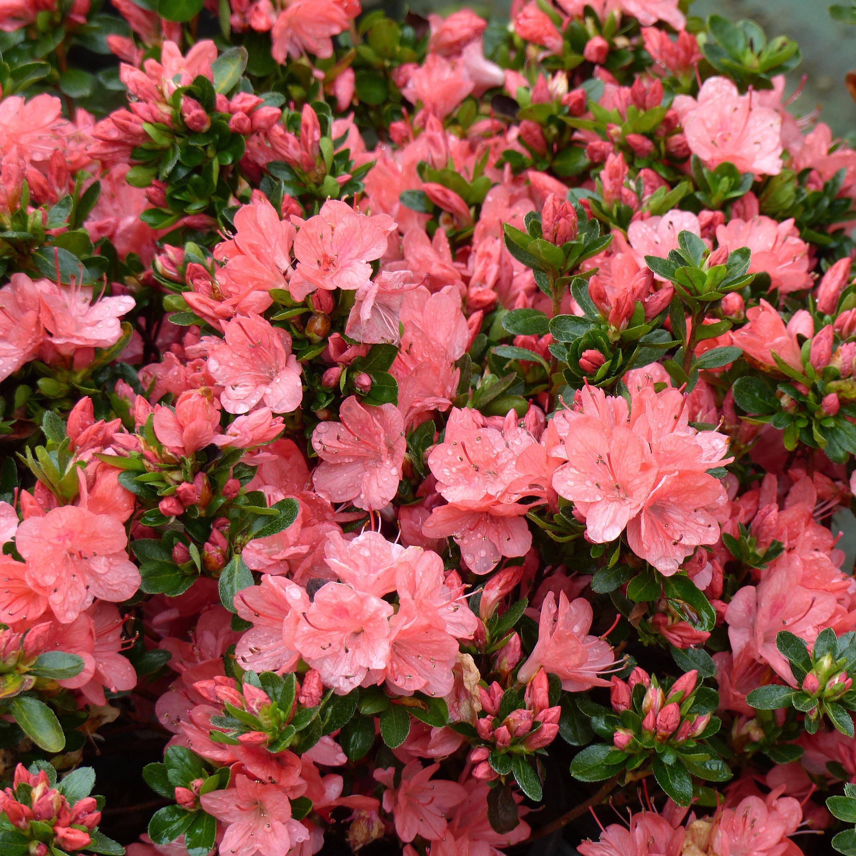 Promesse de Fleurs - Azalée du Japon Rex Pot de 2L/3L