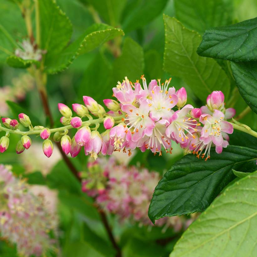 Clethra alnifolia Pink Spire - Cléthra à feuilles d'aulne Pot de 3L/4L
