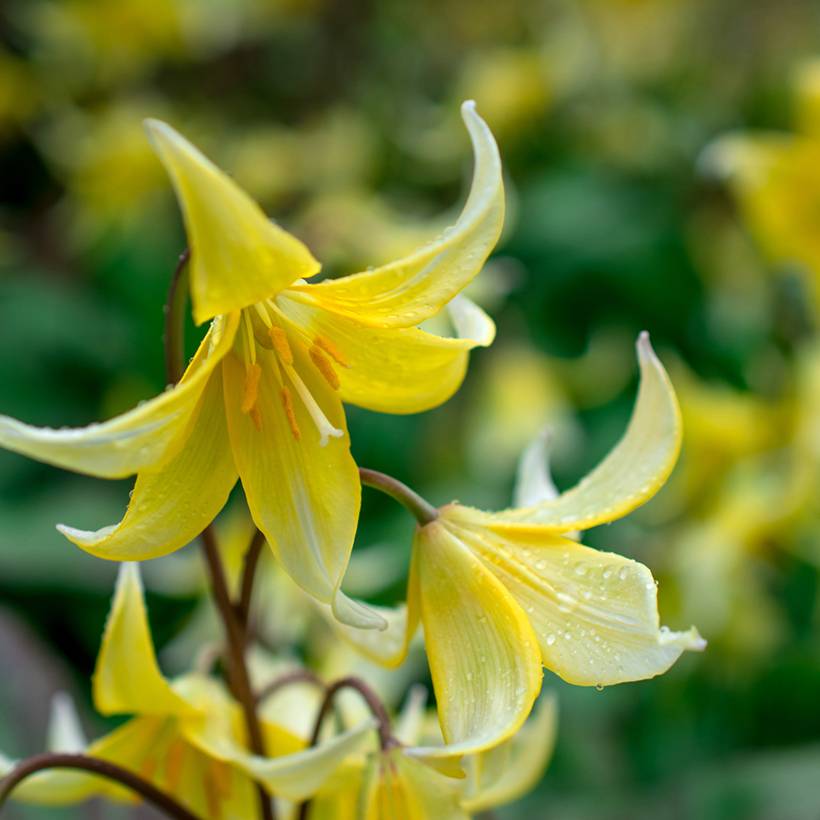 Promesse de Fleurs - Erythronium Pagoda Bulbe calibre I (par 5)
