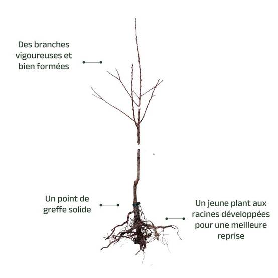 Abricotier 'Luizet' (Prunus armeniaca 'Luizet') - Scion de 100cm - Pépinières Naudet - Image 4